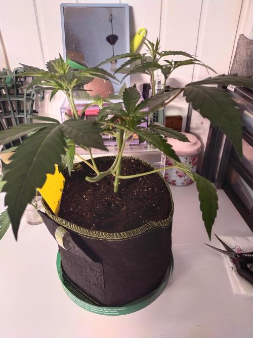 Grow Tent 60x60x90. Week 4