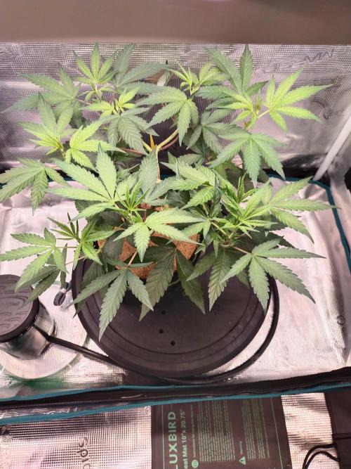Grow Tent 60x60x90. Week 5