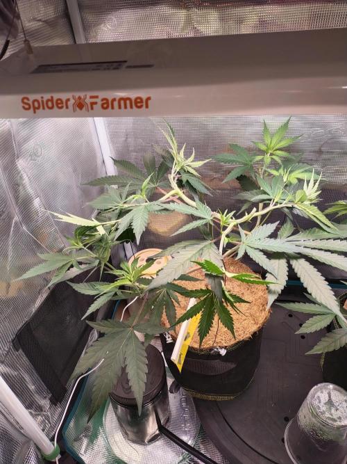 Grow Tent 60x60x90. Week 5