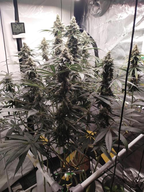 Bruce Banner#3. Week 15