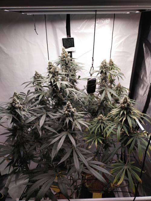 Bruce Banner#3. Week 15
