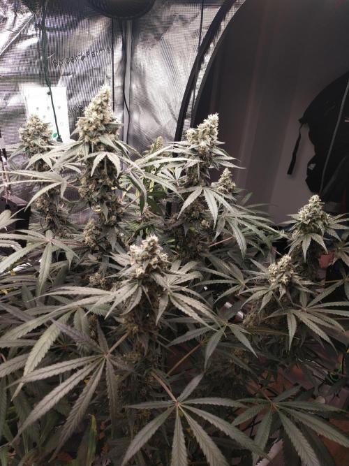 Bruce Banner#3. Week 15