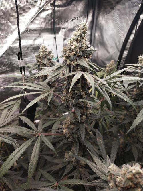 Bruce Banner#3. Week 15