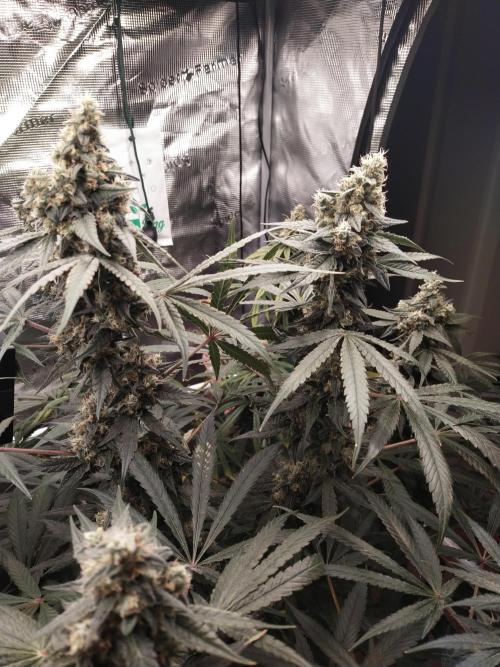 Bruce Banner#3. Week 15