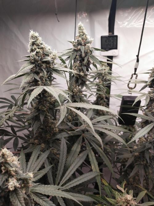 Bruce Banner#3. Week 15
