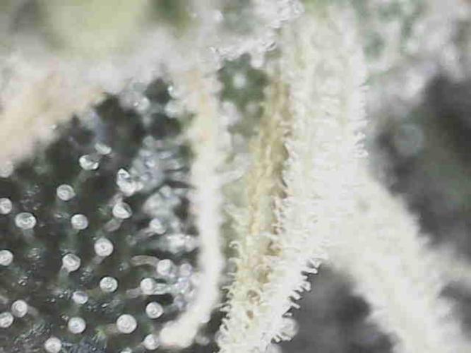 Bruce Banner#3. Week 15