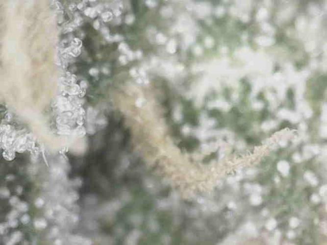 Bruce Banner#3. Week 15