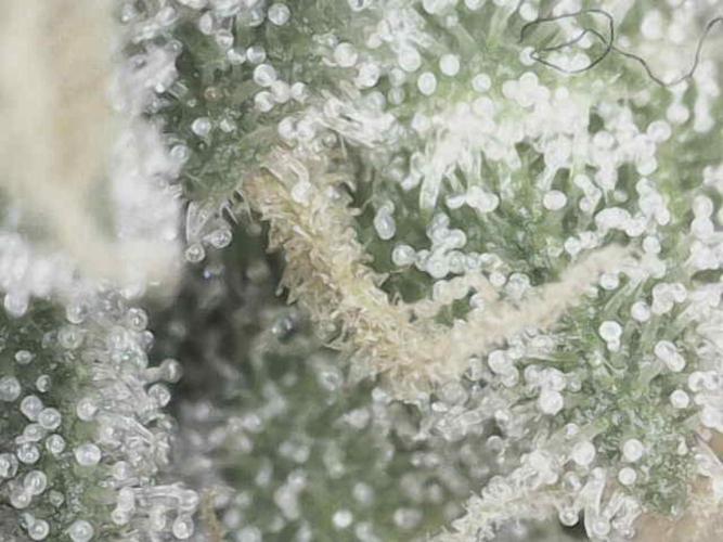 Bruce Banner#3. Week 15