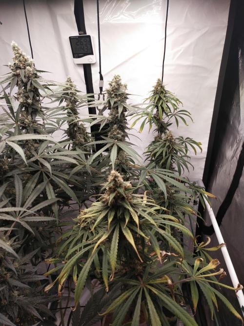 Bruce Banner#3. Week 15