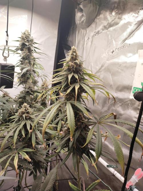Bruce Banner#3. Week 15