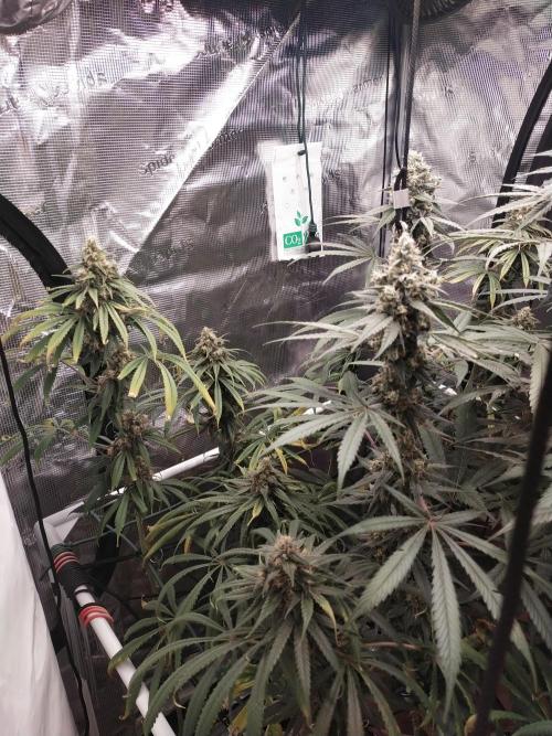 Bruce Banner#3. Week 15