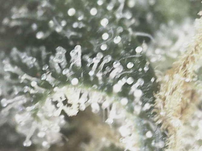 Bruce Banner#3. Week 15