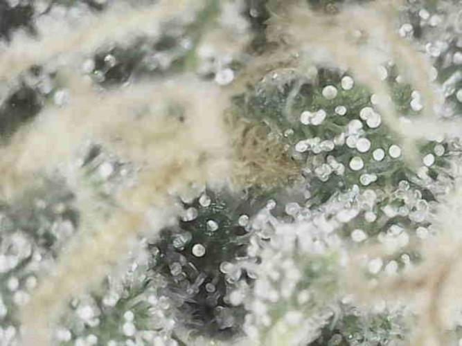 Bruce Banner#3. Week 15