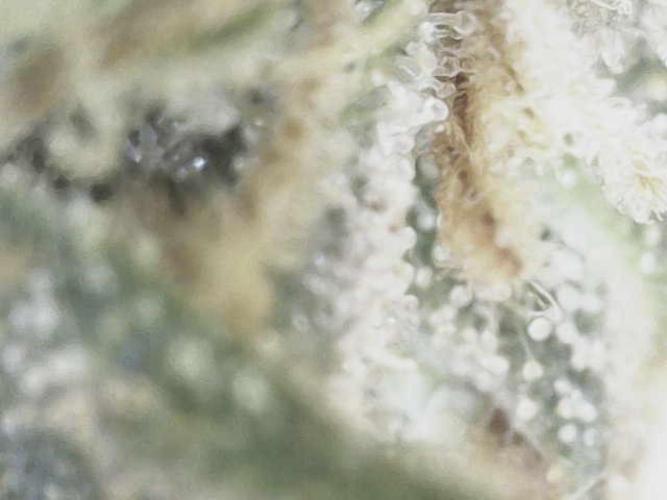 Bruce Banner#3. Week 15