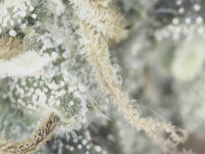 Bruce Banner#3. Week 15