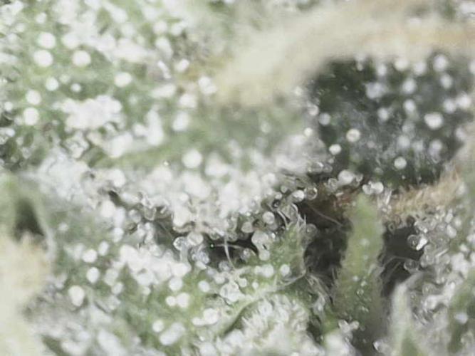 Grow Tent 5x5x6.5. Week 15