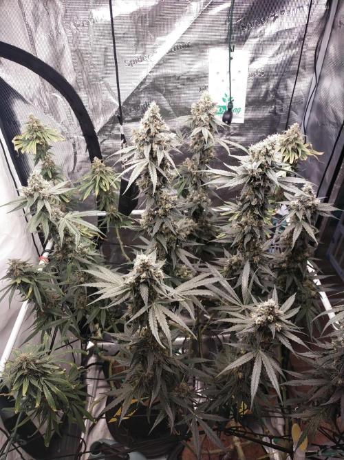 Bruce Banner#3. Week 16