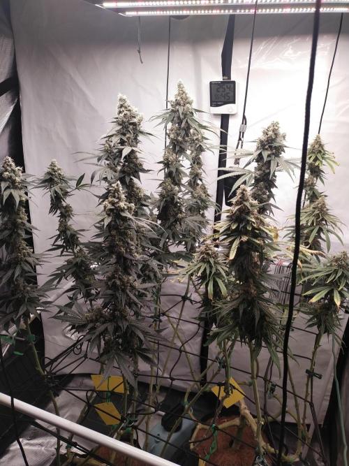Bruce Banner#3. Week 16