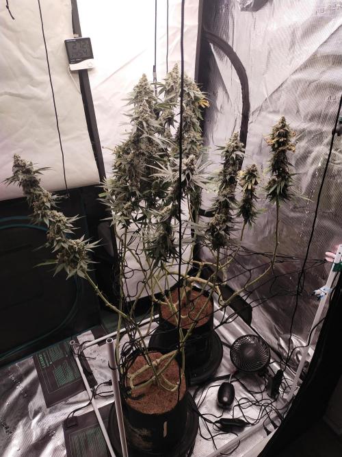 Bruce Banner#3. Week 16