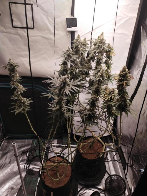 Bruce Banner#3. Week 16