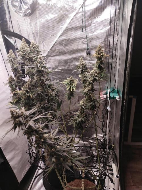 Bruce Banner#3. Week 16