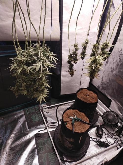 Bruce Banner#3. Week 16