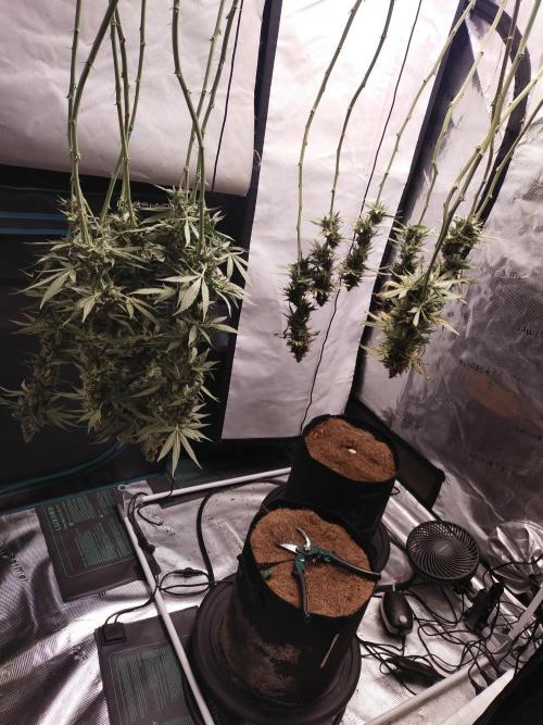 Bruce Banner#3. Week 16