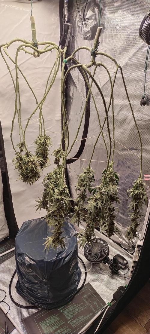 Bruce Banner#3. Week 16
