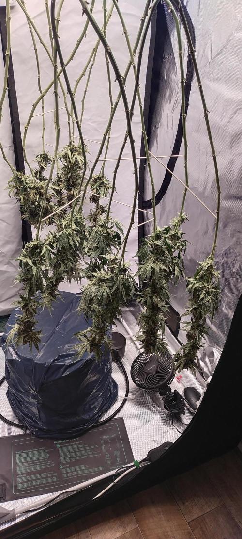 Bruce Banner#3. Week 16
