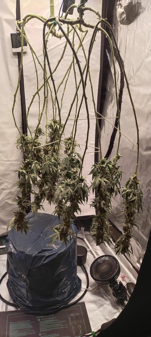 Bruce Banner#3. Week 16
