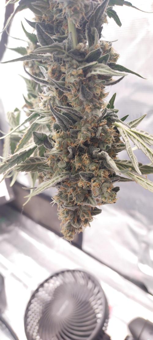 Bruce Banner#3. Week 16