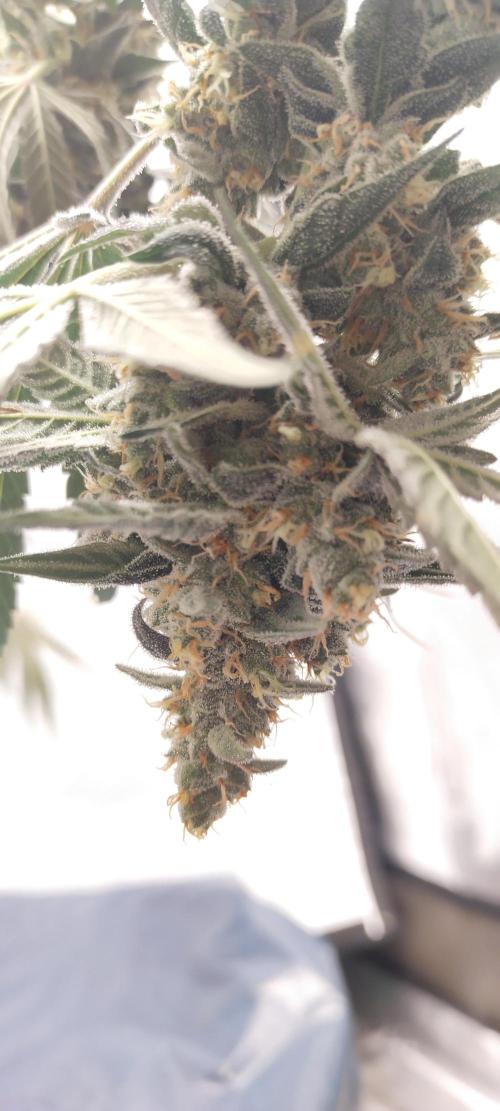 Bruce Banner#3. Week 16