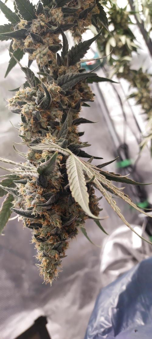 Bruce Banner#3. Week 16