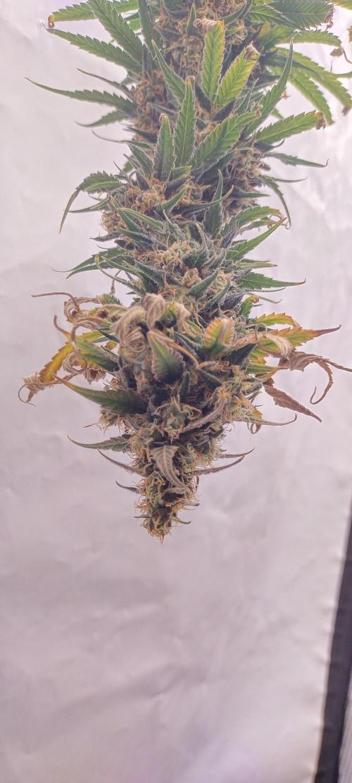Bruce Banner#3. Week 16