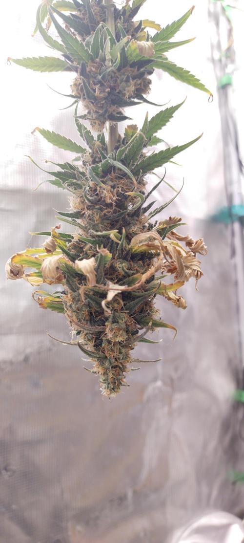 Bruce Banner#3. Week 16