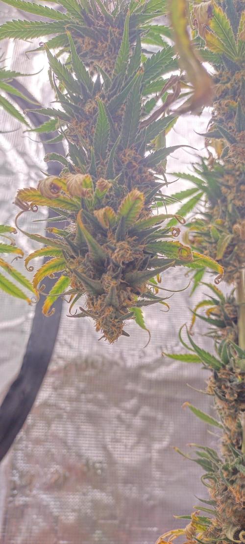 Bruce Banner#3. Week 16