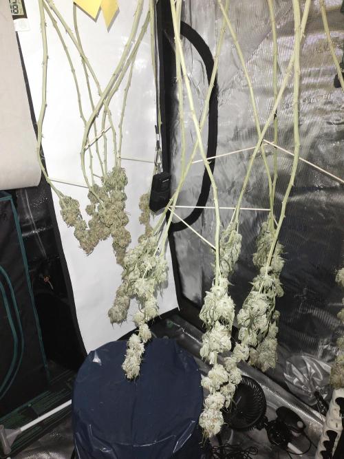 Bruce Banner#3. Week 16
