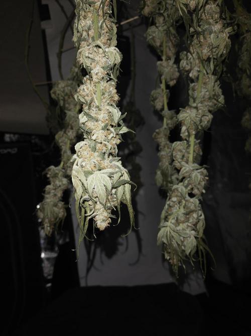 Bruce Banner#3. Week 16