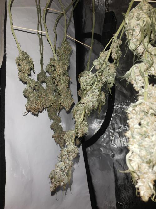 Bruce Banner#3. Week 16