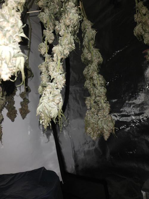 Bruce Banner#3. Week 16