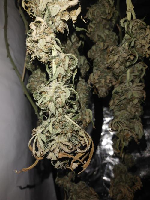 Bruce Banner#3. Week 16