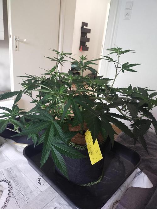BB#3 gen. 2. Week 6