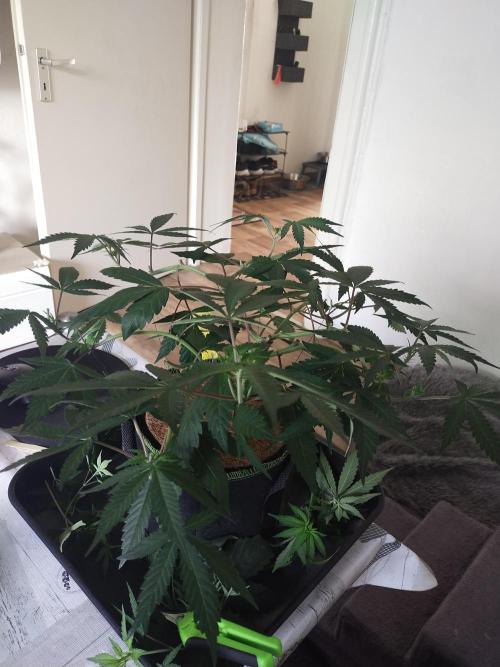 BB#3 gen. 2. Week 6