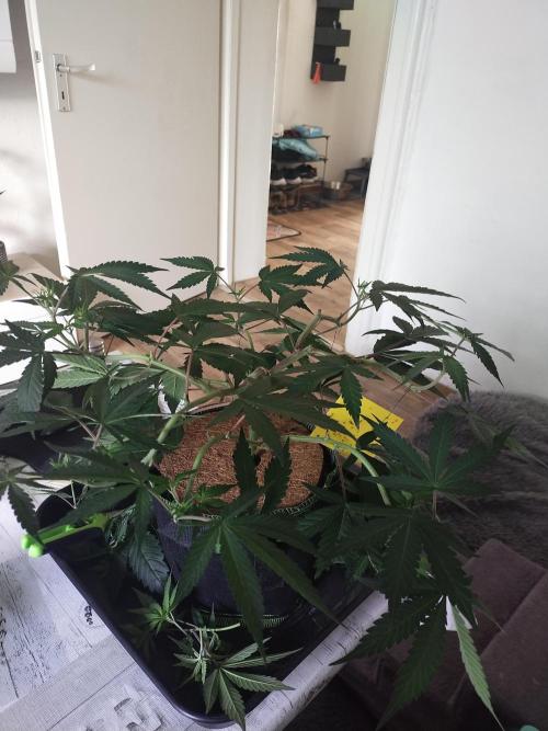 BB#3 gen. 2. Week 6