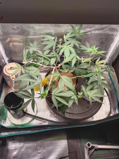 BB#3 gen. 2. Week 6