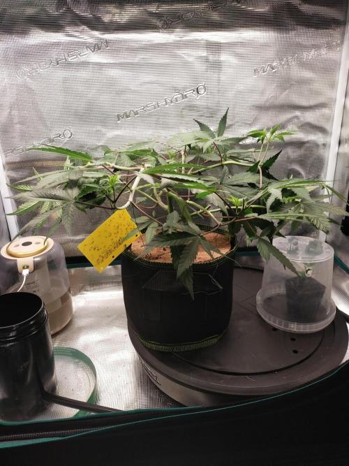 BB#3 gen. 2. Week 6