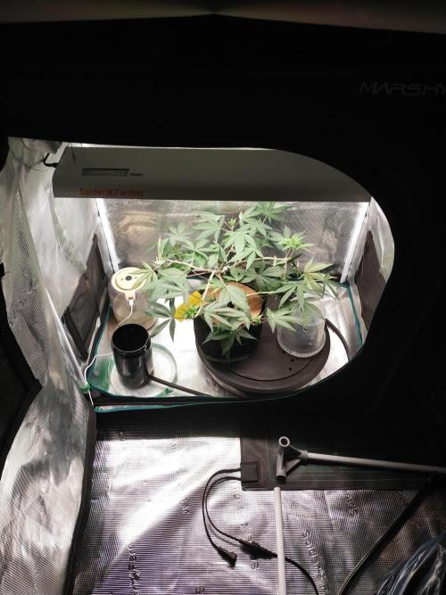Grow Tent 60x60x90. Week 6
