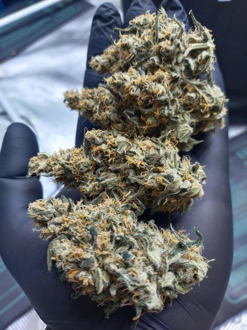Bruce Banner#3. Week 16