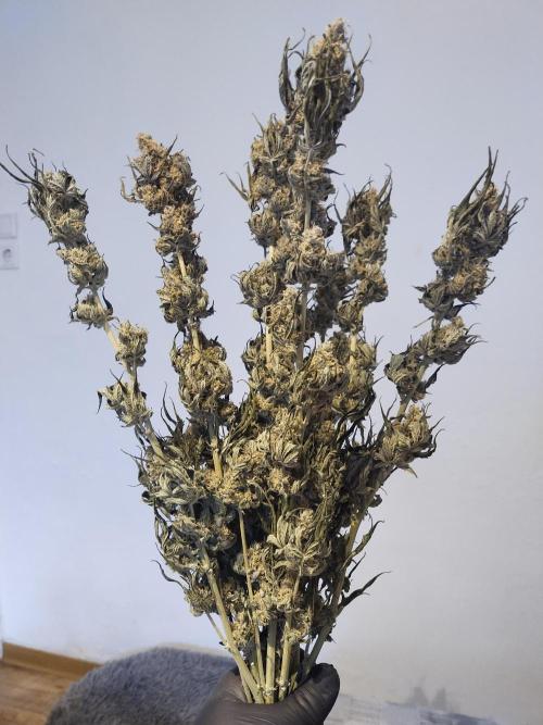 Bruce Banner#3. Week 16