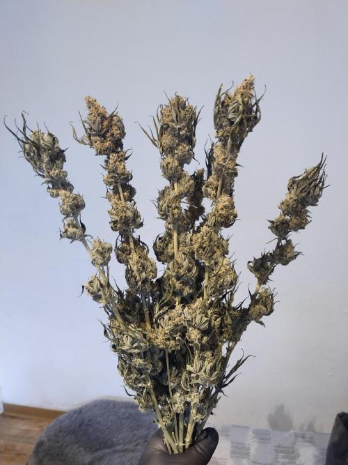 Bruce Banner#3. Week 16